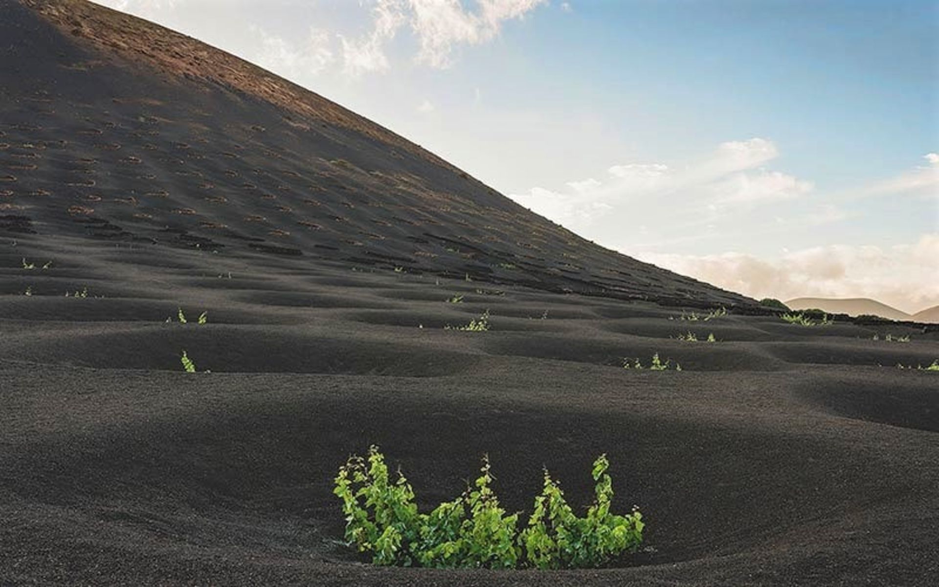 درخت انگور در جزیره لانزروته اسپانیا، منبع عکس: dolanzarote.com، عکاس: نامشخص