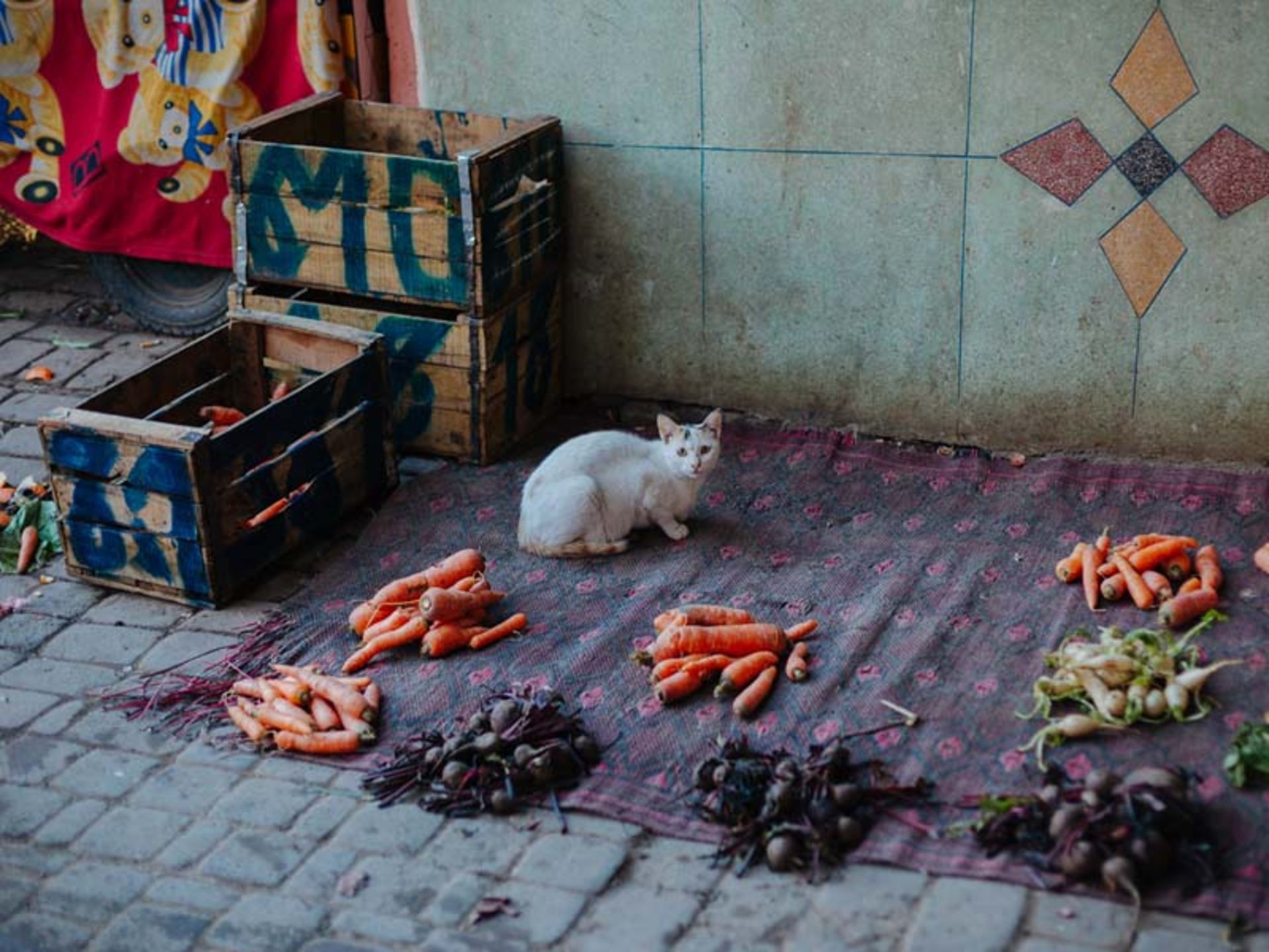 گربه ای در بازار محلی مراکش