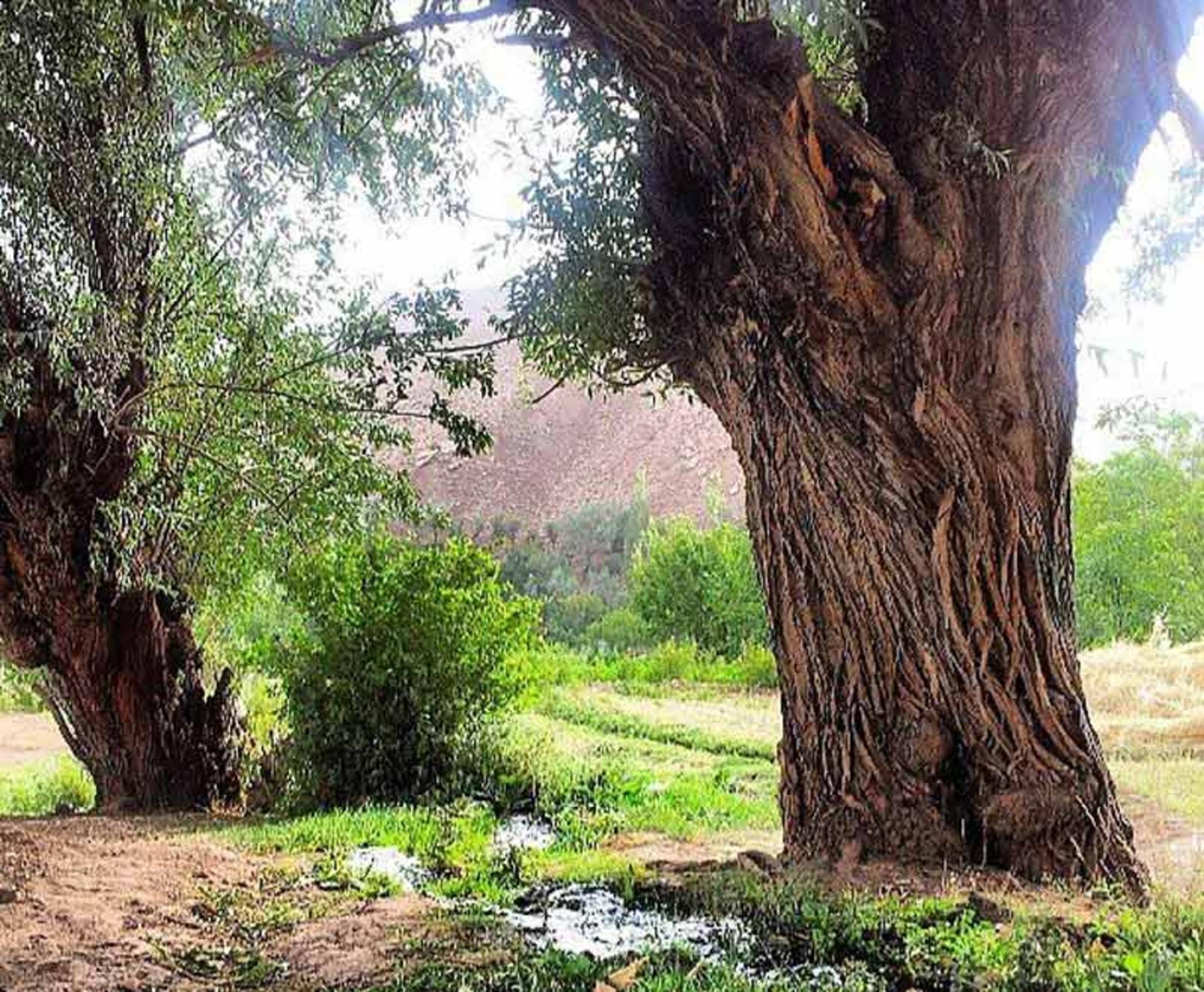 درخت تنومند در طبیعت روستای درب آسیاب کوهپایه، منبع عکس: صفحه اینستاگرام kermooniha، عکاس: mohammad_khandani_t@