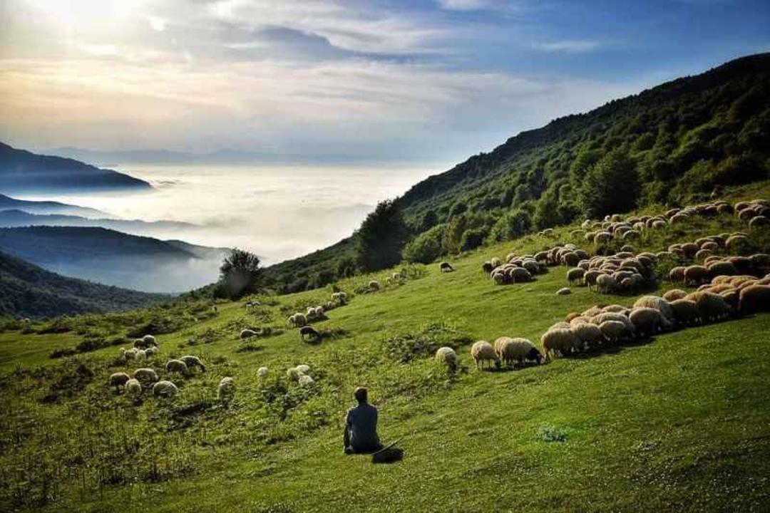 چرای دام ها در ارتفاعات دیلمان