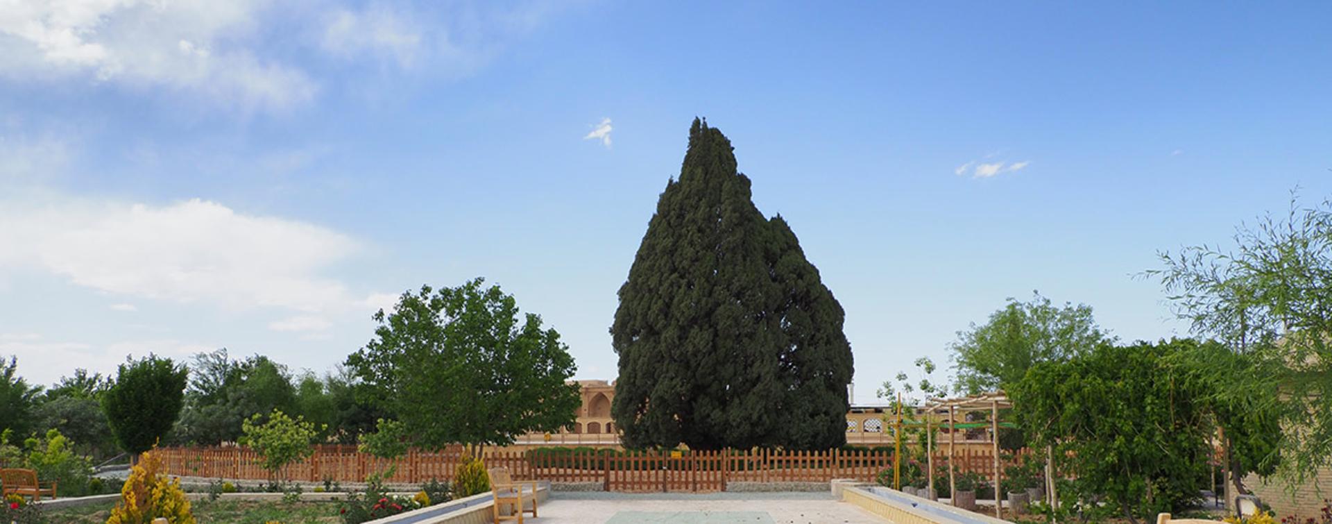 سرو ابرکوه؛ منبع عکس: گوگل مپ؛ عکاس: Rene Gugl