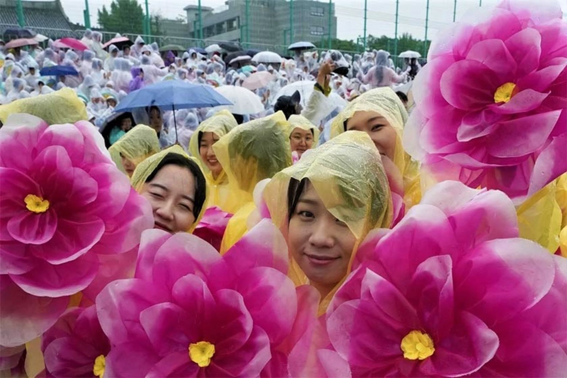 گل های کاغذی نیلوفر صورتی در جشنواره فانوس نیلوفر آبی سئول؛ منبع عکس: apnews.com، عکاس: Ahn Young-joon