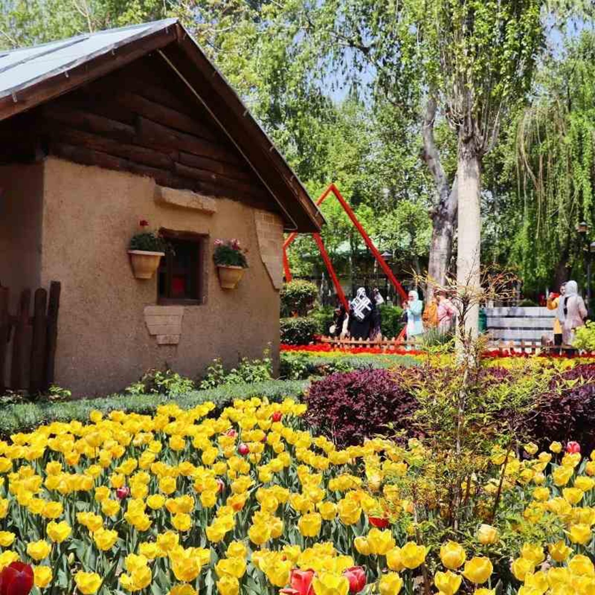 لاله های رنگارنگ باغ گلهای کرج؛ منبع عکس: گوگل مپ؛ عکاس: وحید نوری