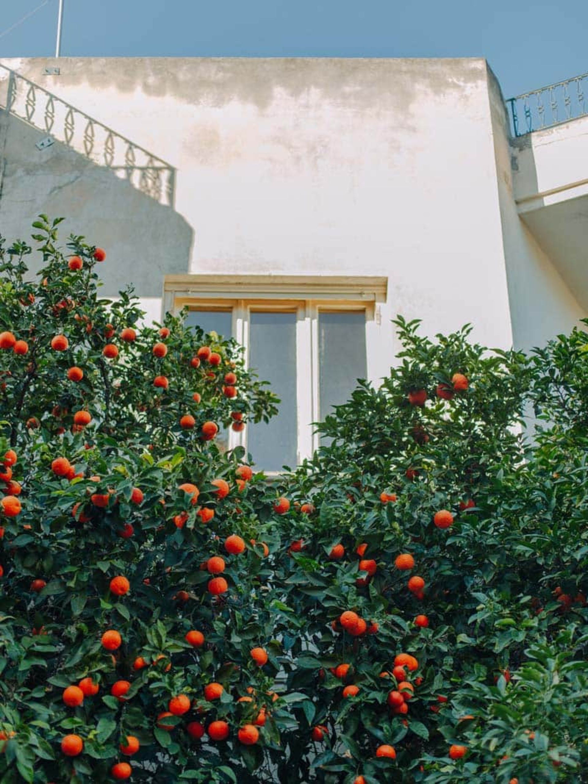 درخت مرکبات روبروی پنجره خانه ای در آتن