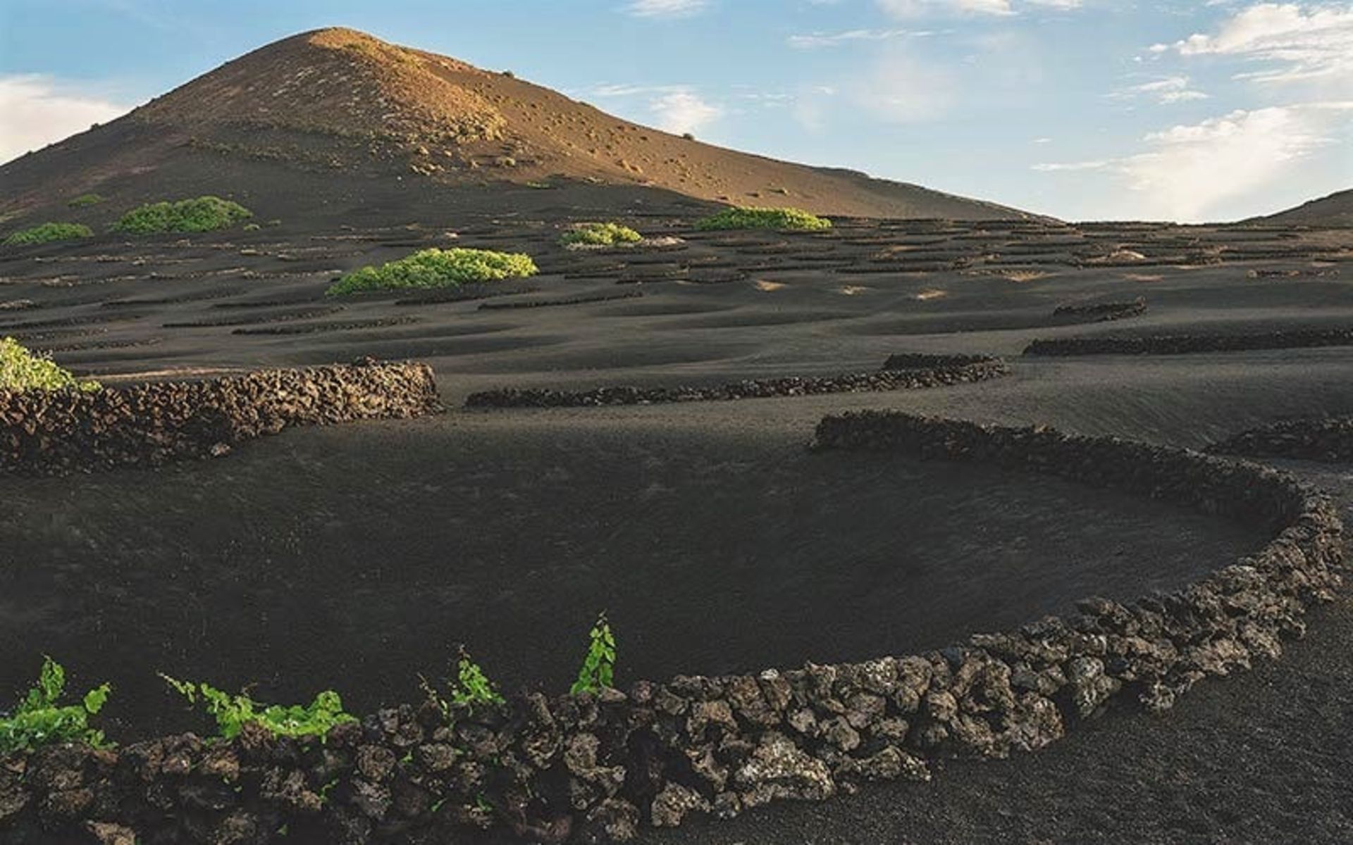 گودال درخت انگور در جزیره لانزروته اسپانیا، منبع عکس: dolanzarote.com، عکاس: نامشخص