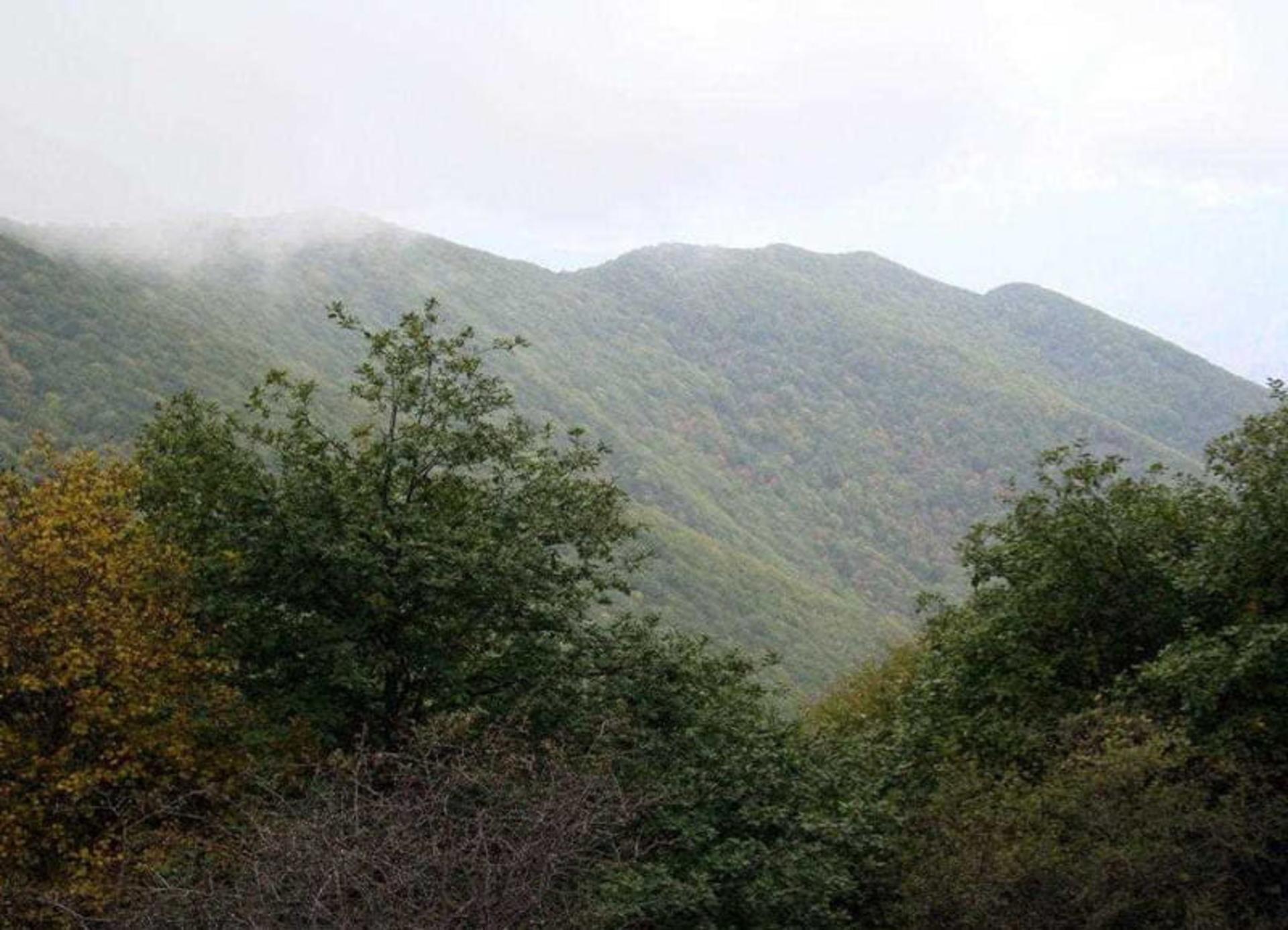 دامنه های جنگلی کوهستان دیزمار در مه، منبع عکس: تیشینه، عکاس: نامشخص