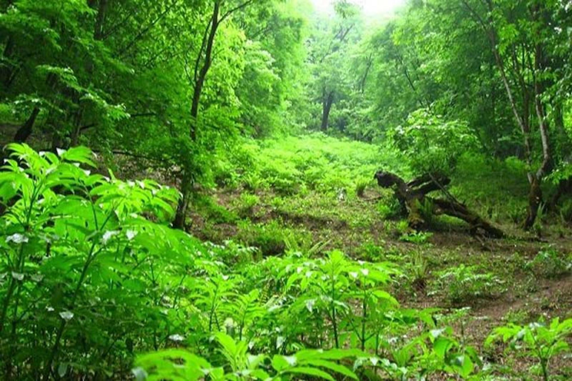 درختان سبز جنگل دیزمار، منبع عکس: خبرگزاری مهر، عکاس: نامشخص