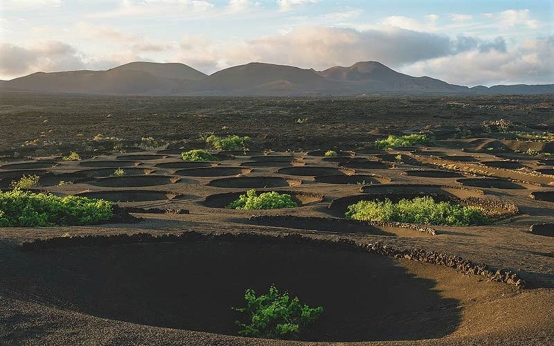 گودال های مزرعه انگور در جزیره لانزروته اسپانیا، منبع عکس: dolanzarote.com، عکاس: نامشخص