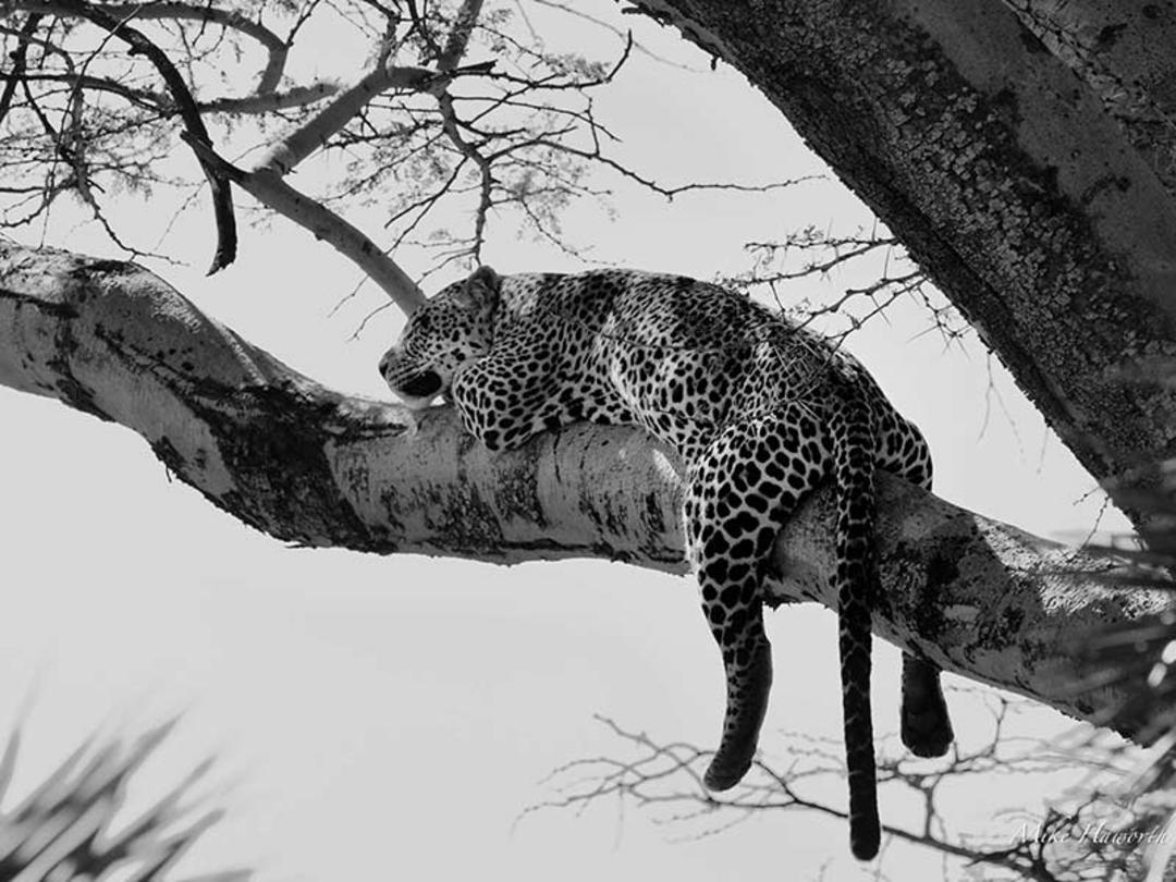 یوزپلنگ روی درختی در پارک ملی سرنگتی، منبع عکس: howieswildlifeimages.com، عکاس: Michael Singleton Haworth
