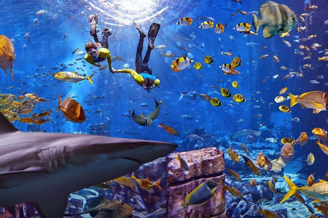 غواصی در هتل آتلانتیس رویال دبی؛ منبع عکس: وب سایت Atlantis.com. عکاس: نامشخص