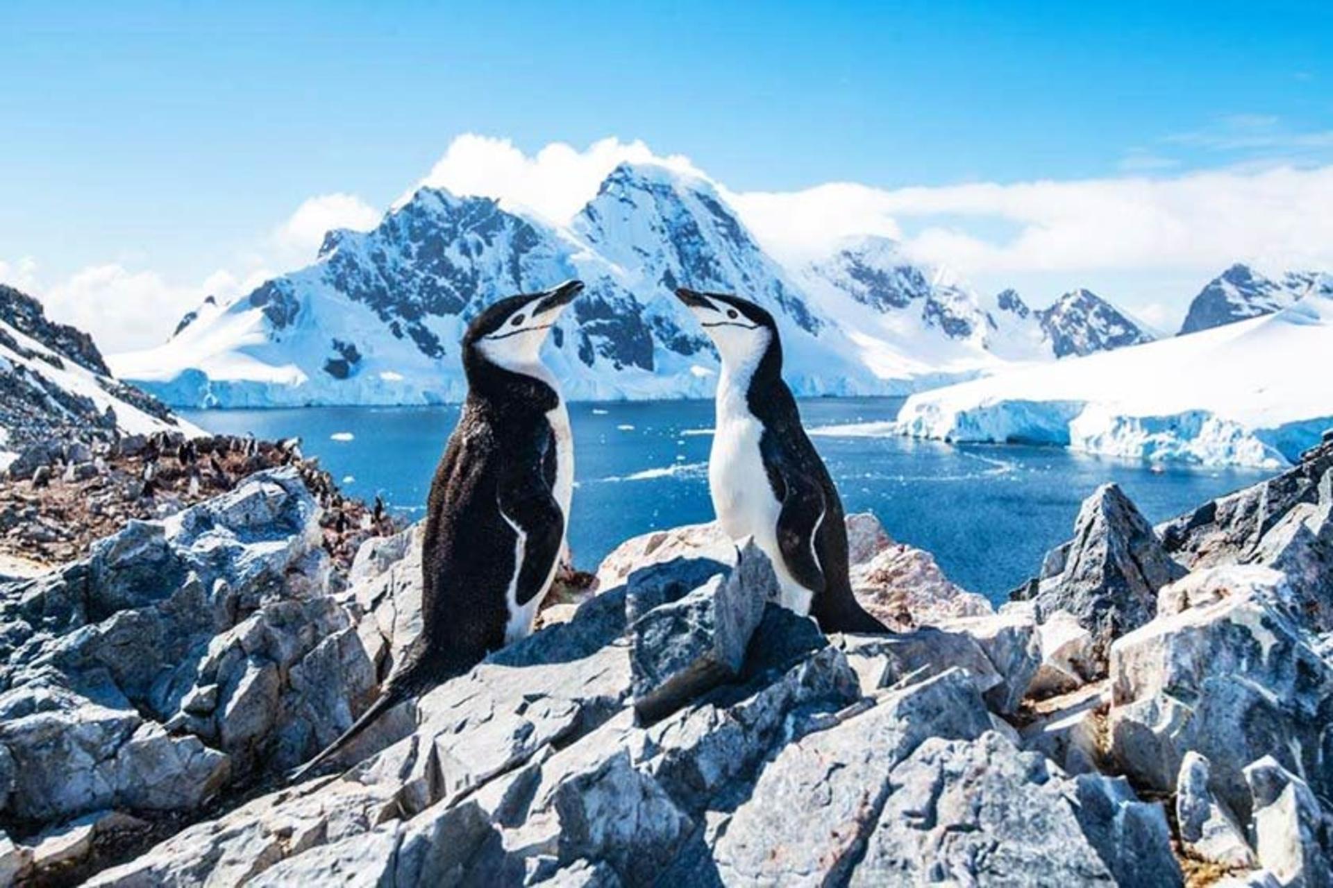 دو پنگوئن در قطب جنوب