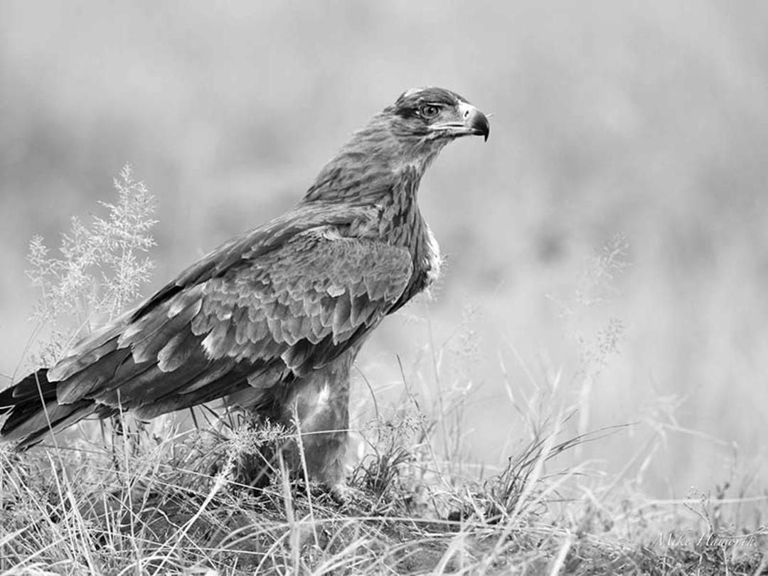 عقاب در پارک ملی سرنگتی، منبع عکس: howieswildlifeimages.com، عکاس: Michael Singleton Haworth