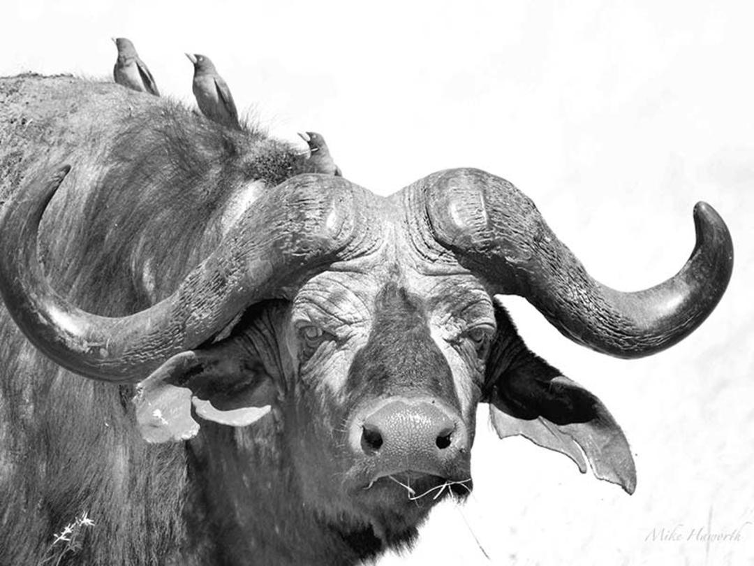 گاومیش در پارک ملی سرنگتی، منبع عکس: howieswildlifeimages.com، عکاس: Michael Singleton Haworth