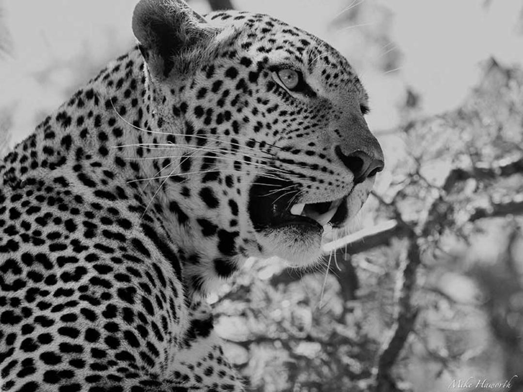 تصویر یوزپلنگ در پارک ملی سرنگتی، منبع عکس: howieswildlifeimages.com، عکاس: Michael Singleton Haworth