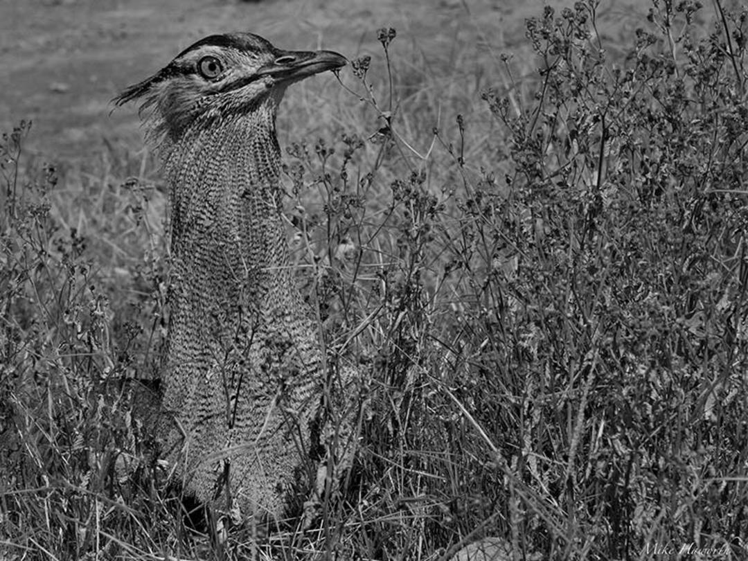 پرنده در بوته های پارک ملی سرنگتی، منبع عکس: howieswildlifeimages.com، عکاس: Michael Singleton Haworth