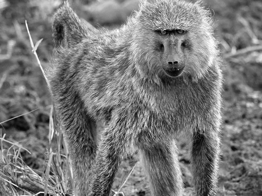 میمون در پارک ملی سرنگتی، منبع عکس: howieswildlifeimages.com، عکاس: Michael Singleton Haworth