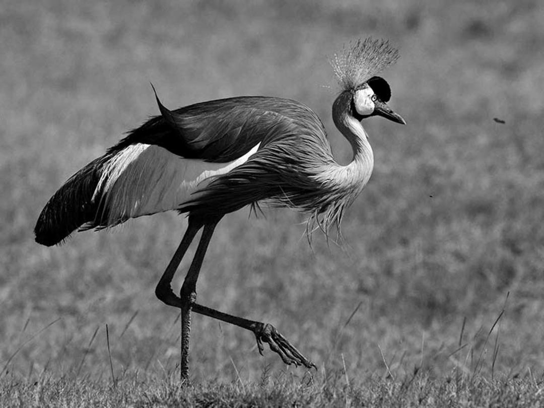 پرندگان پارک ملی سرنگتی، منبع عکس: howieswildlifeimages.com، عکاس: Michael Singleton Haworth