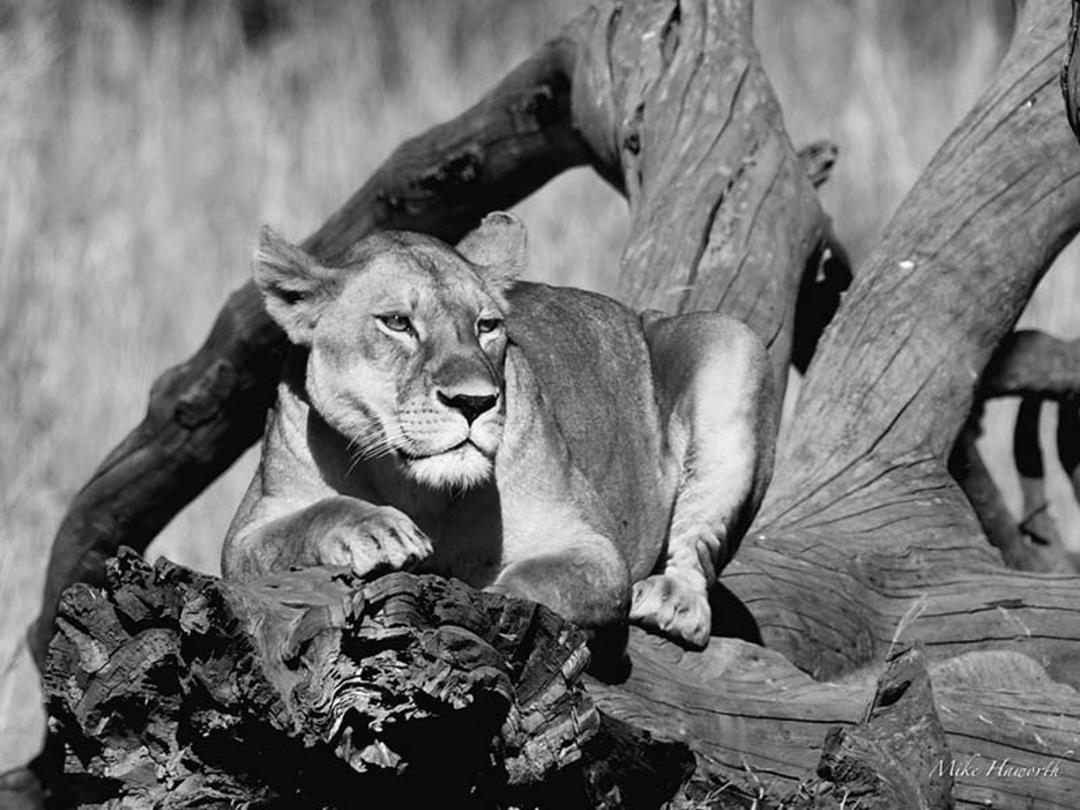 شیر ماده در پارک ملی سرنگتی، منبع عکس: howieswildlifeimages.com، عکاس: Michael Singleton Haworth