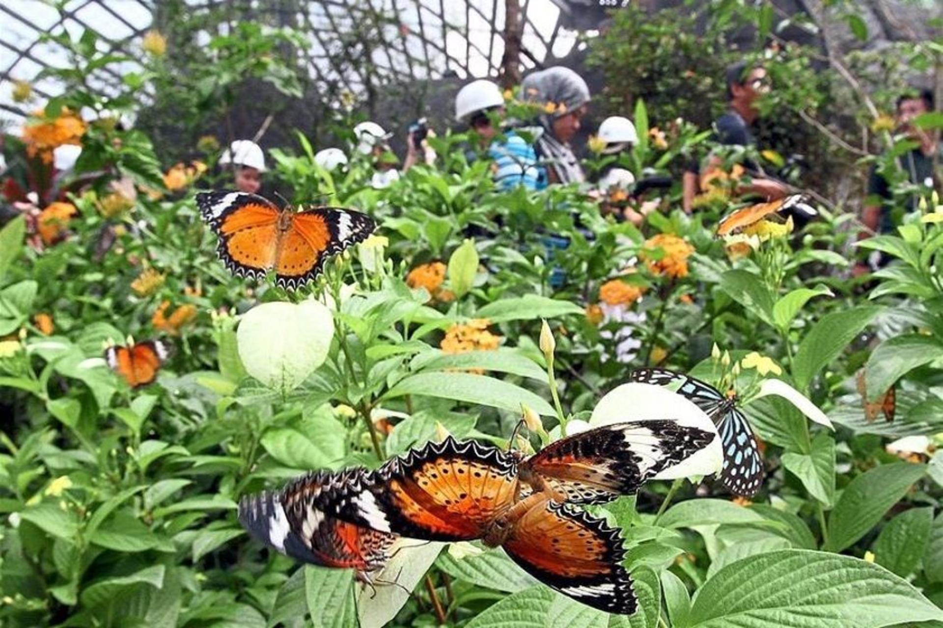 باغ پروانه ها در پارک پروانه کوالالامپور؛ منبع عکس: وب سایت Malaysiatravel.com. عکاس: نامشخص