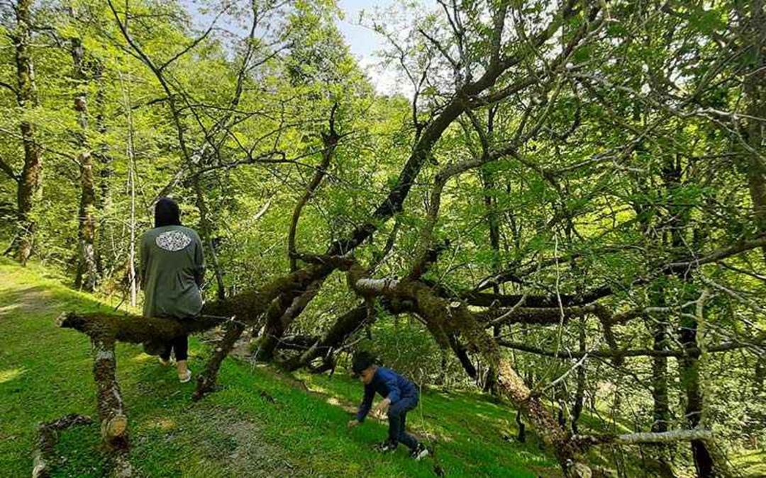 طبیعت سرسبز روستای آغوزچال، منبع عکس: گوگل مپ، عکاس: فرزاد شفائی