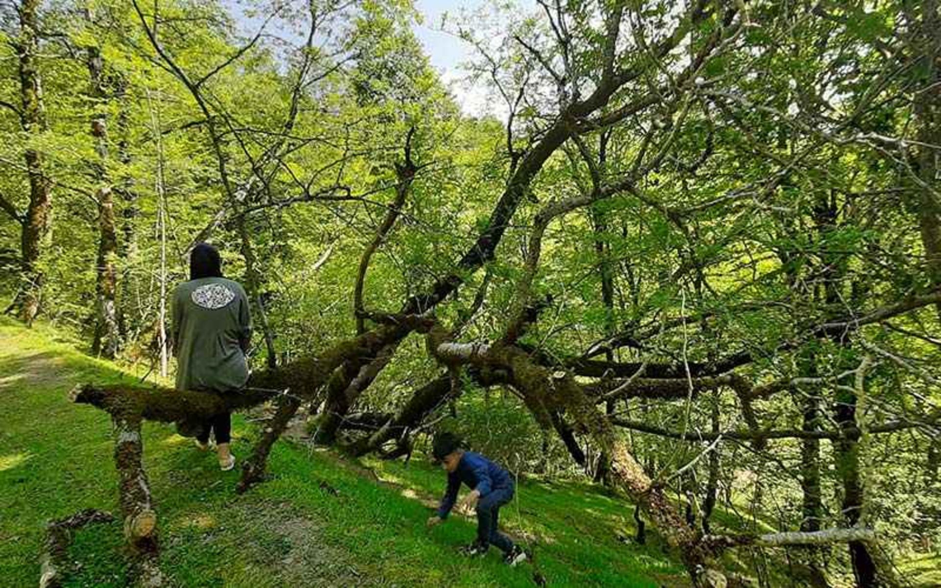 طبیعت سرسبز روستای آغوزچال، منبع عکس: گوگل مپ، عکاس: فرزاد شفائی