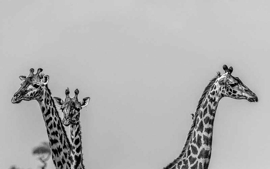 زرافه ها در پارک ملی سرنگتی، منبع عکس: behance.net، عکاس: Sarfraz Durrani