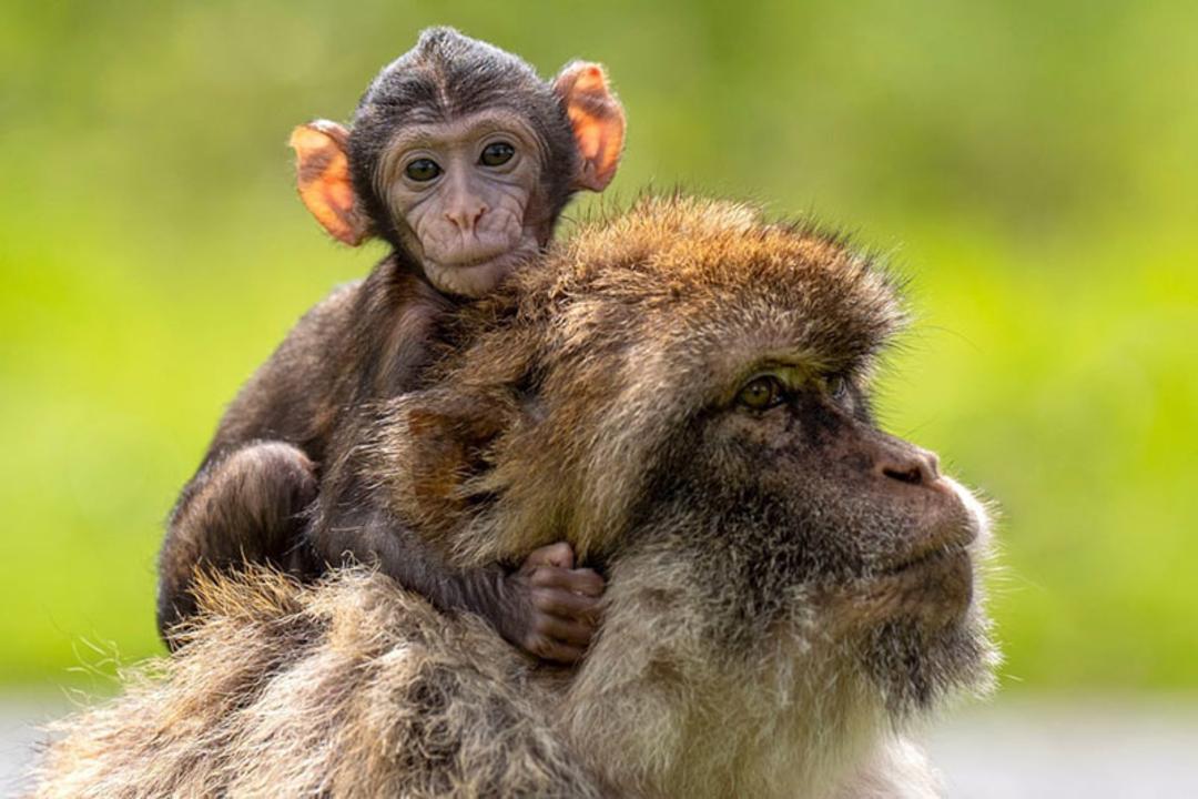 یک بچه ماکاک و مادرش در اسکاتلند
