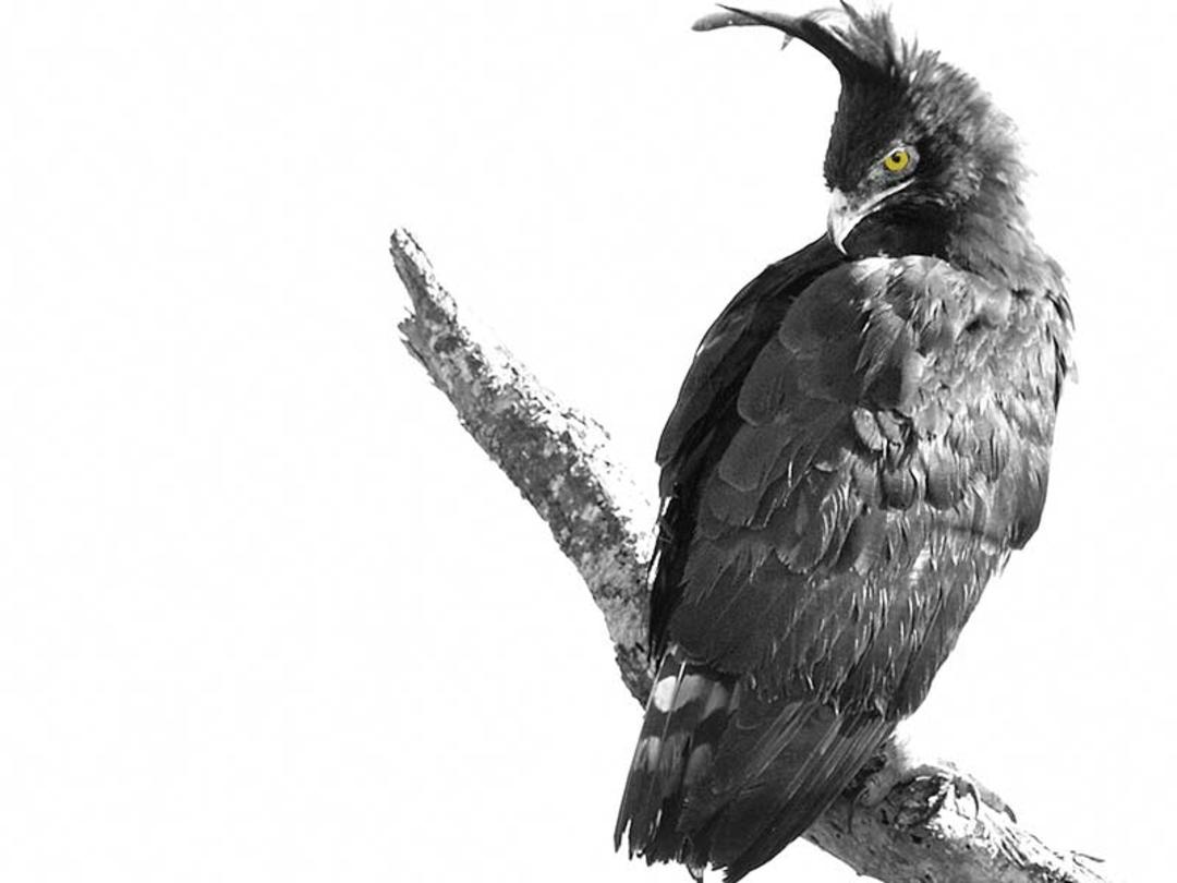 پرندگان پارک ملی سرنگتی، منبع عکس: howieswildlifeimages.com، عکاس: Michael Singleton Haworth