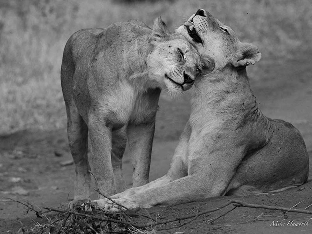 شیرهای ماده در پارک ملی سرنگتی، منبع عکس: howieswildlifeimages.com، عکاس: Michael Singleton Haworth