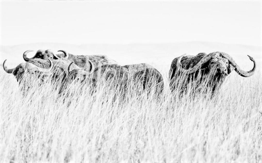 گاومیش های کنیا، منبع عکس: boredpanda.com، عکاس: Peter Delaney