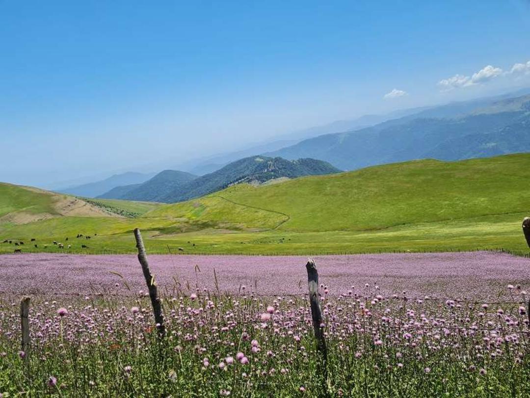 گلزارهای وسیع در ییلاق شکر دشت سوباتان
