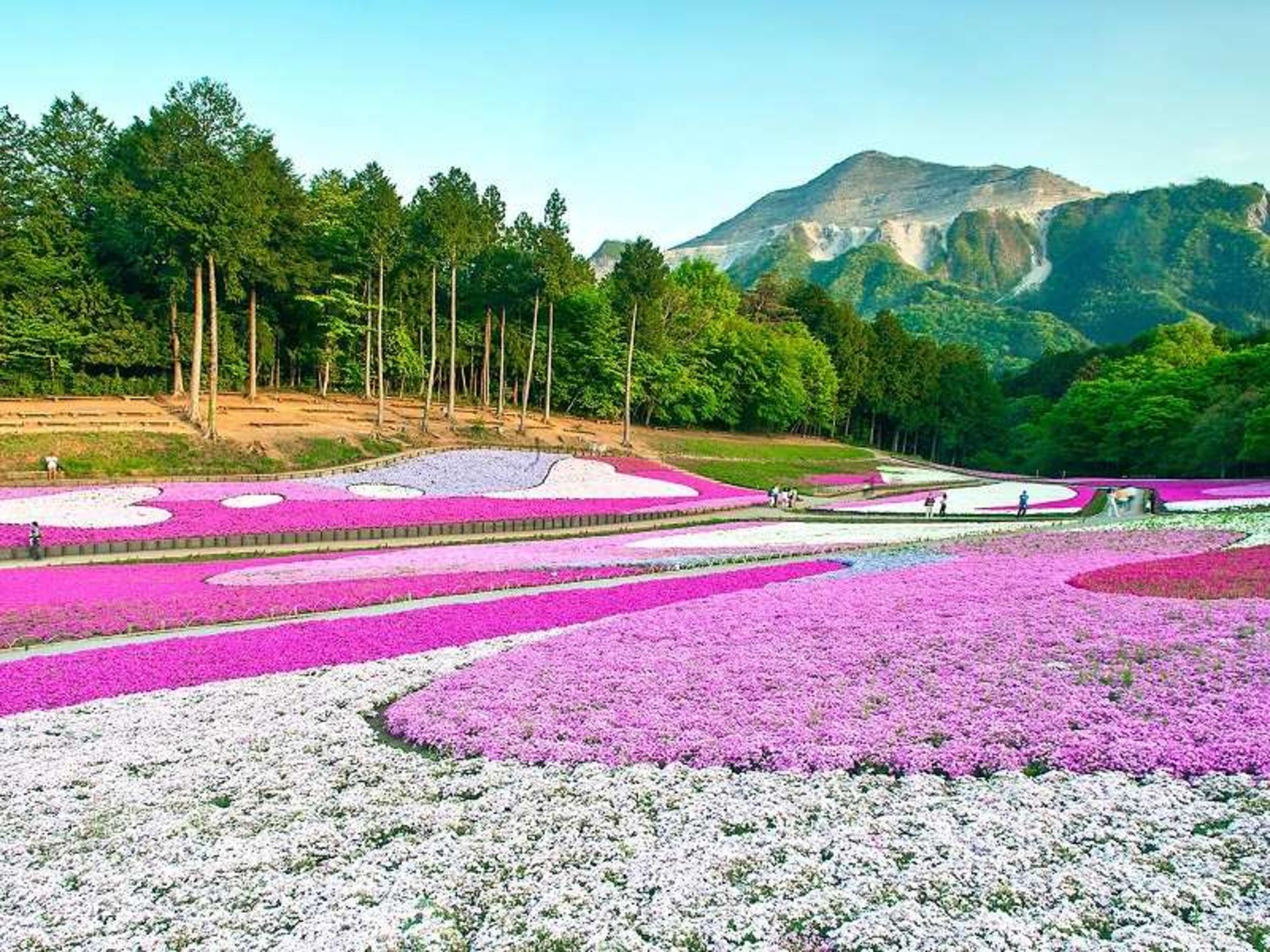 پارک هیتسوجیاما، چیچیبو در زیباترین جاذبه های ژاپن؛ منبع عکس: وب سایت Cntraveler.com.عکاس: نامشخص