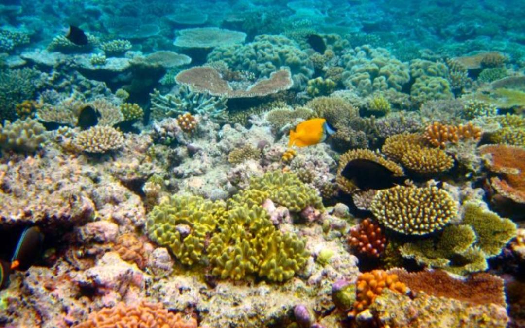 تپه دریایی بنانا با بافت مرجانی جذاب؛ منبع عکس: redsealife.com، عکاس: نامشخص