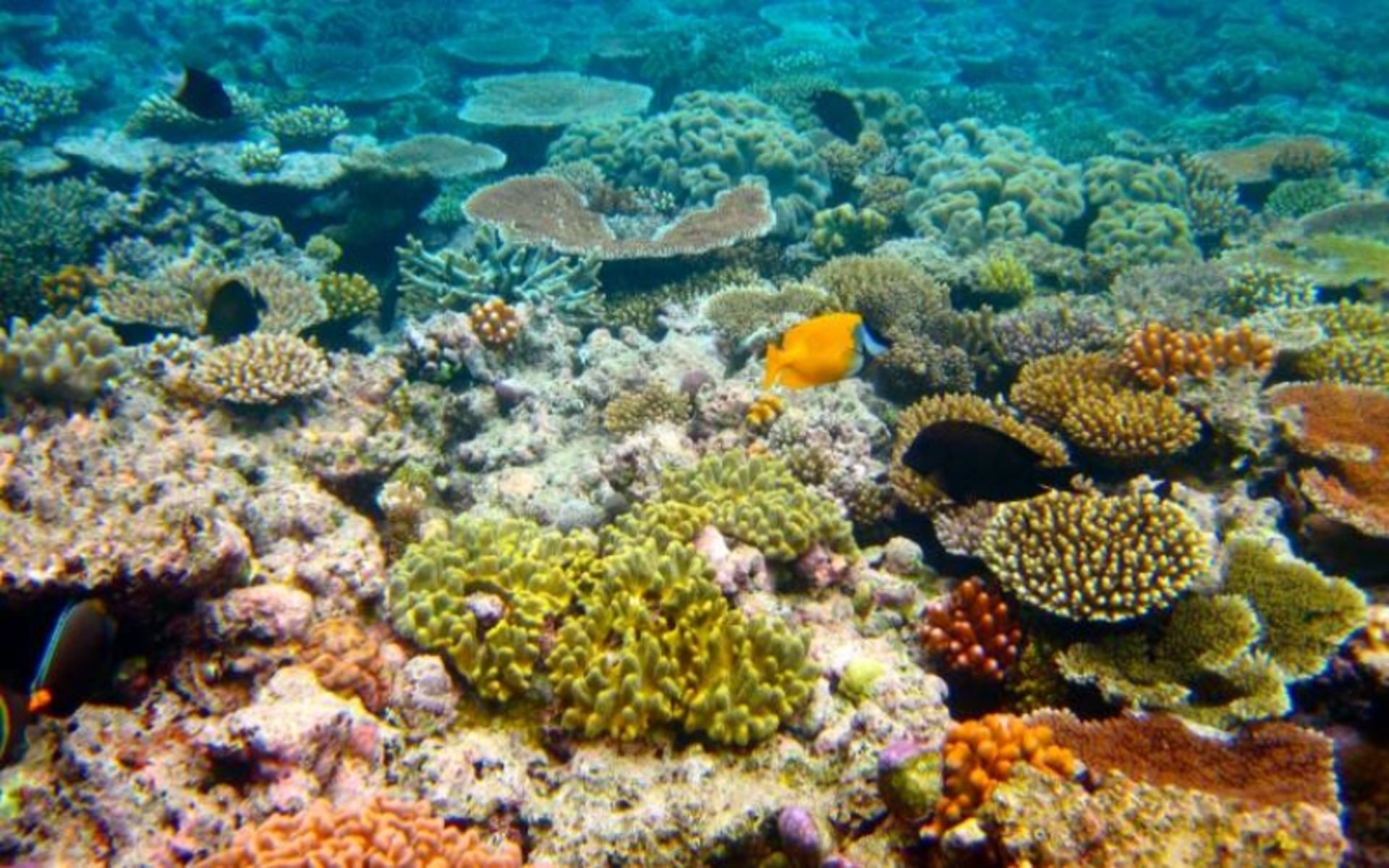 تپه دریایی بنانا با بافت مرجانی جذاب؛ منبع عکس: redsealife.com، عکاس: نامشخص