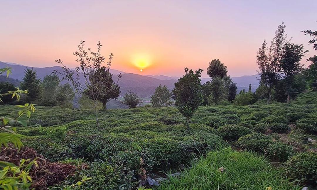 جنگل های شمال در زمان غروب