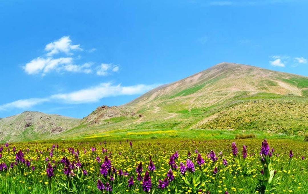 گل های بنفش در دامنه کوه سهند، منبع عکس: ویکی مدیا، عکاس: ایوب فارابی اصل