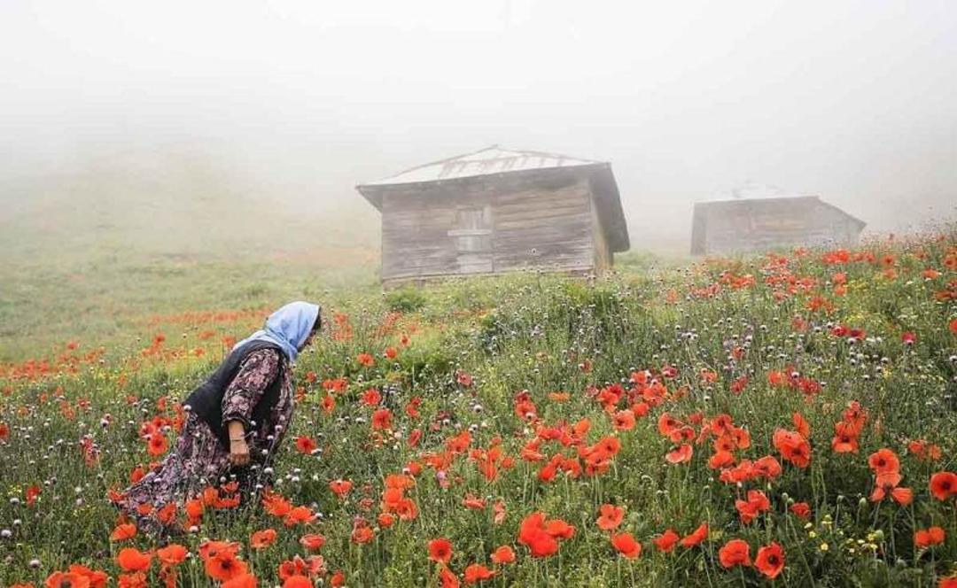 بانوی گیلانی در دشت شقایق سوباتان
