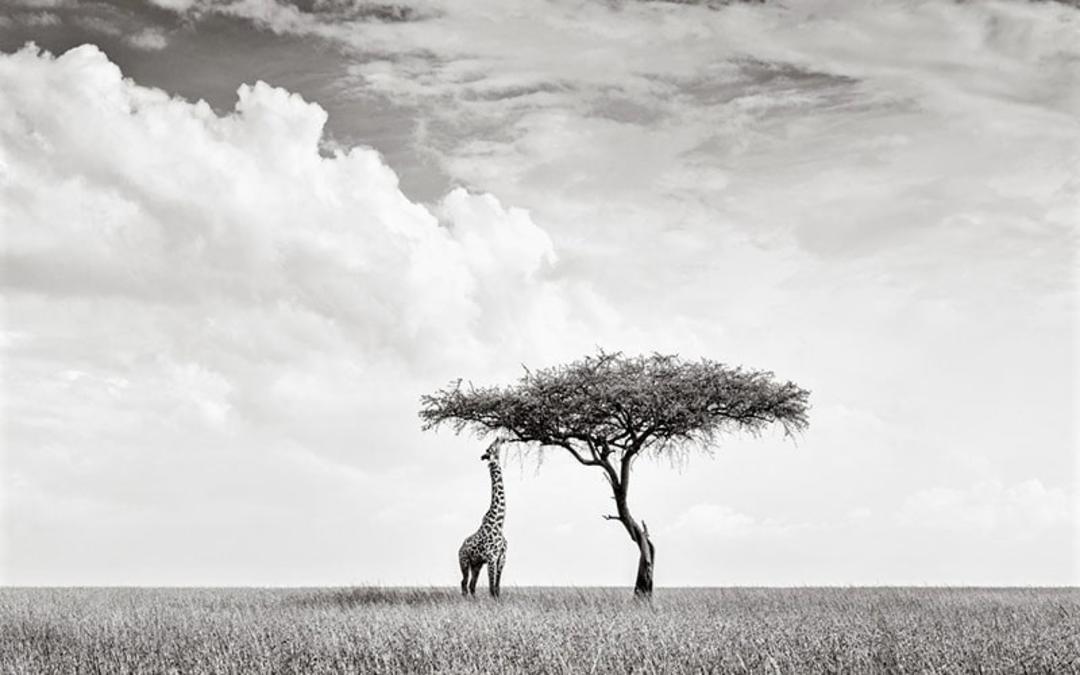 زرافه کنیایی مشغول خوردن غذا، منبع عکس: boredpanda.com، عکاس: Peter Delaney