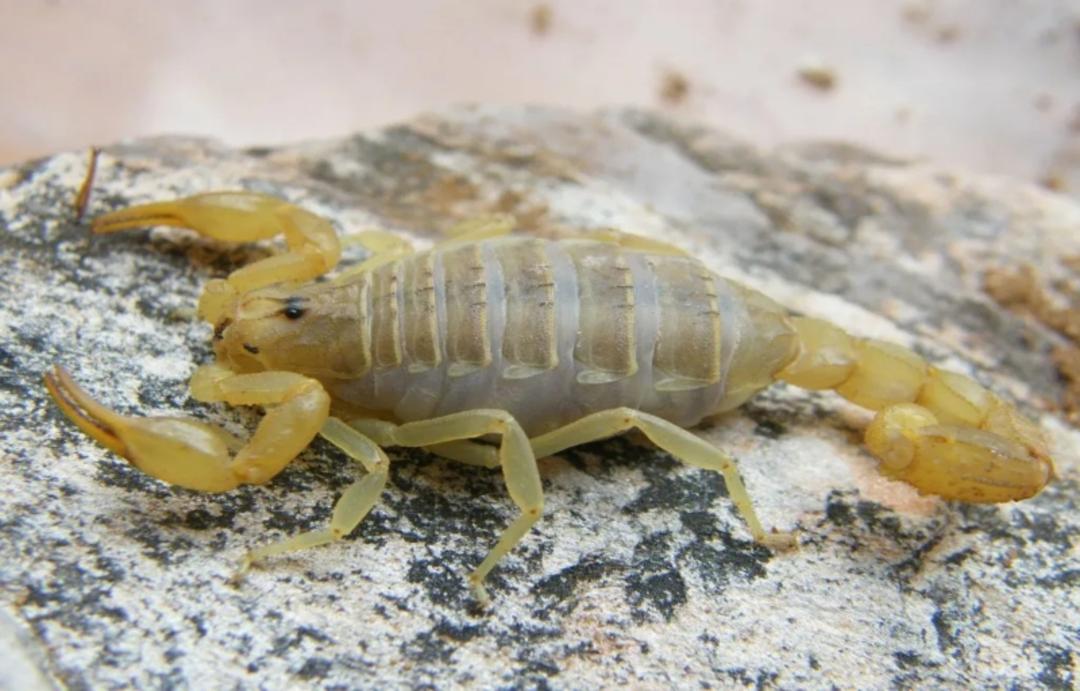 عقرب آسیایی کوچک در حال کمین کردن؛ منبع: scorpohunter.com. عکاس: نامشخص