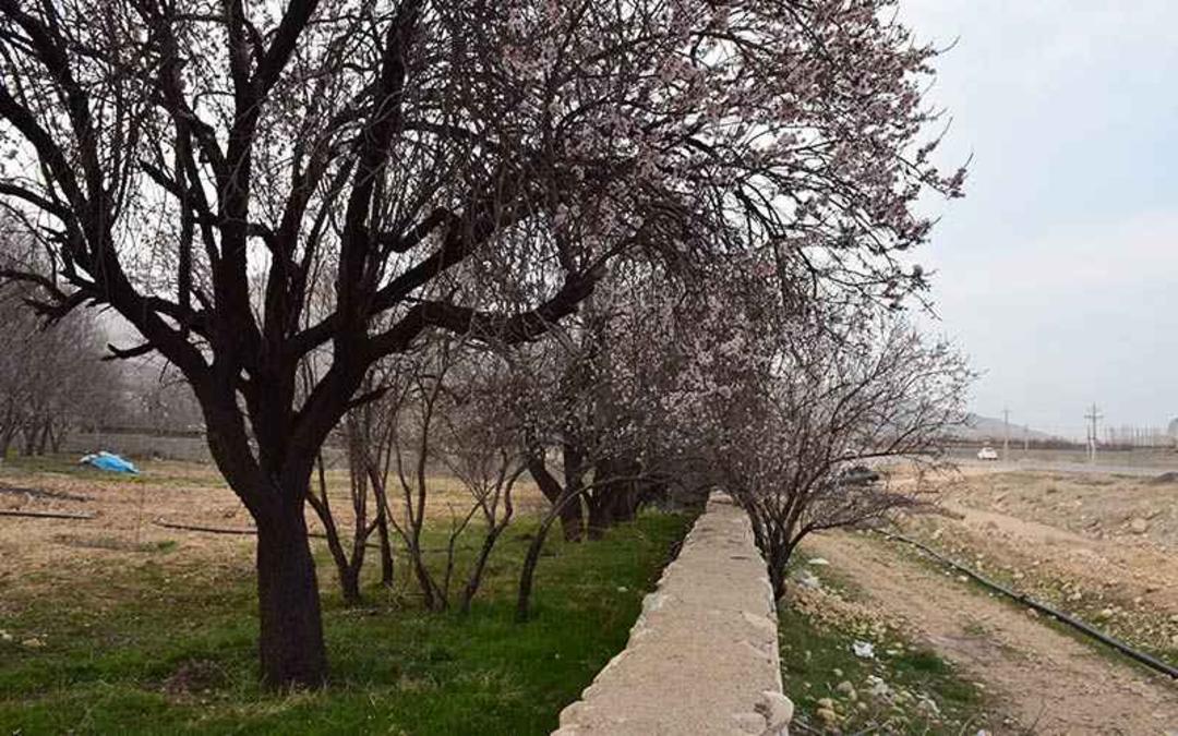 شکوفه های بهاری درختان دشت ارژن