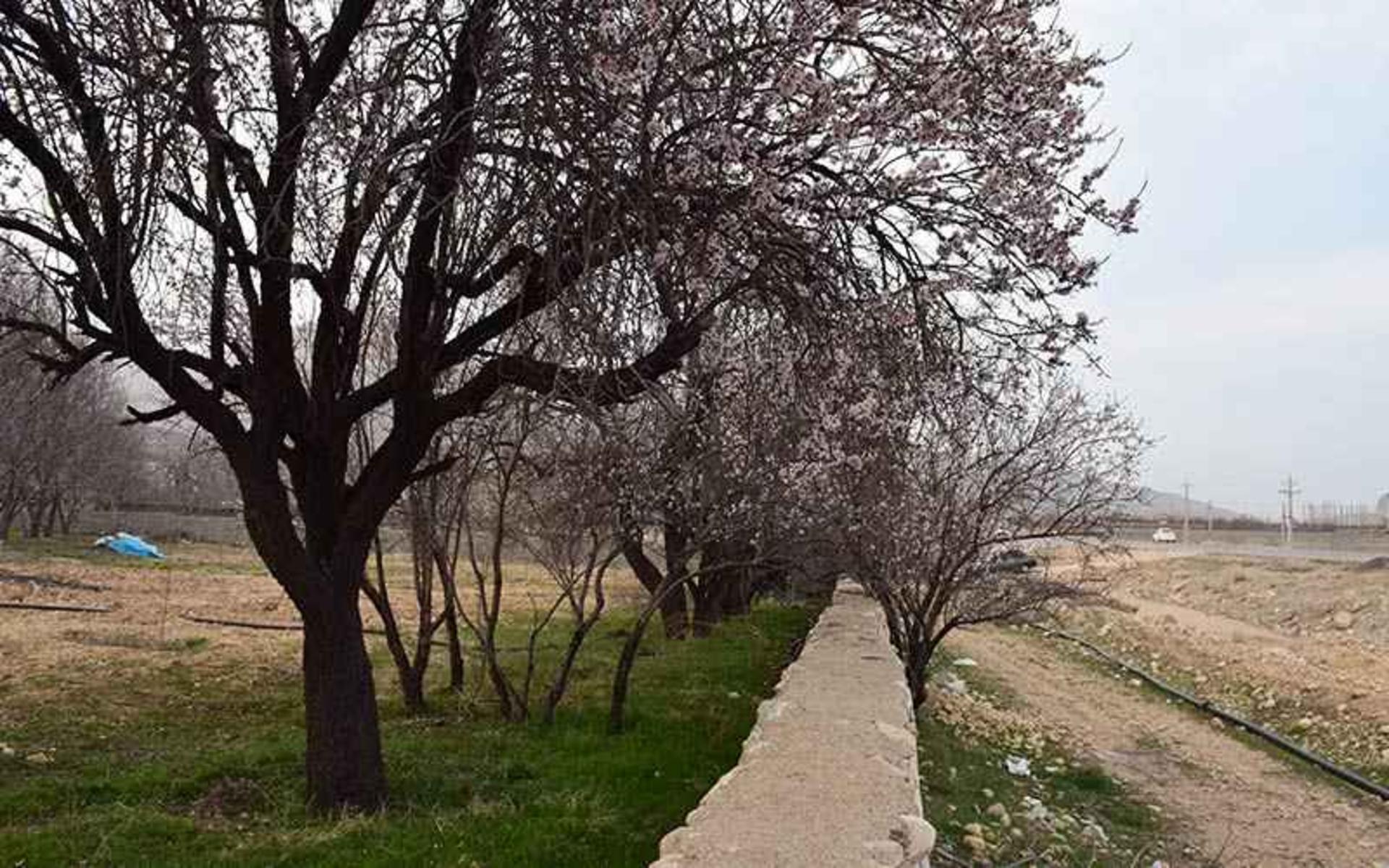 شکوفه های بهاری درختان دشت ارژن