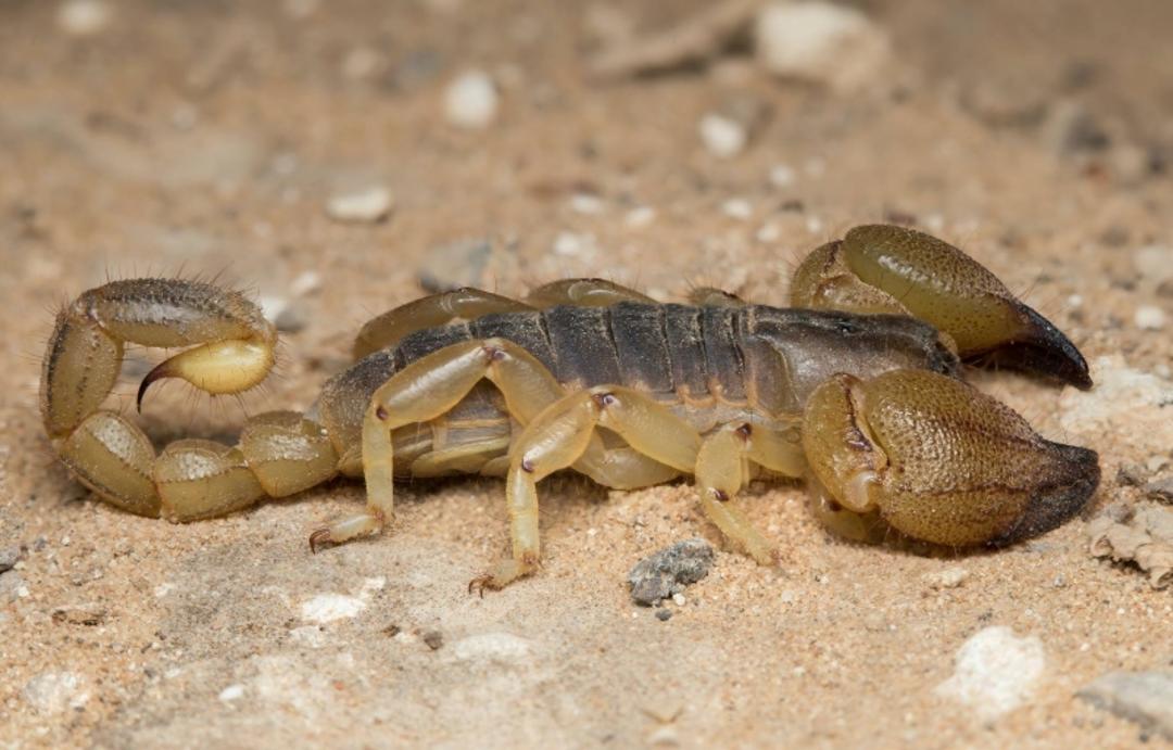عقرب چنگال منبع عکس: سایت www.irandeserts.com. عکاس: نامشخص