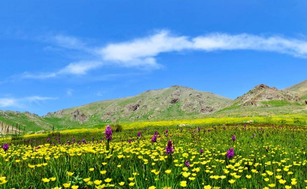 دشت گل در دامنه های سهند، منبع عکس: ویکی مدیا، عکاس: ایوب فارابی اصل