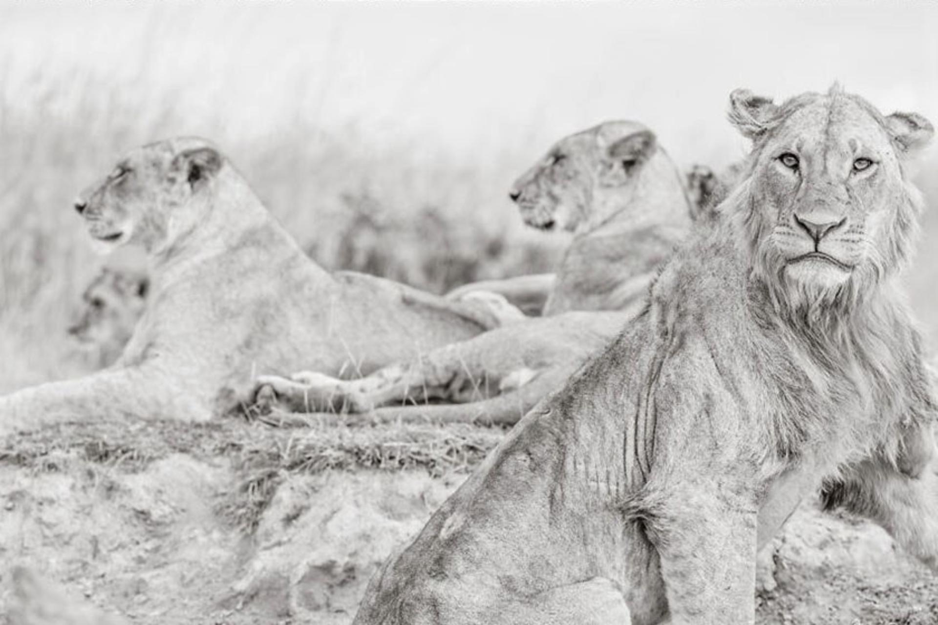 گله شیر در کنیا، منبع عکس: boredpanda.com، عکاس: Peter Delaney
