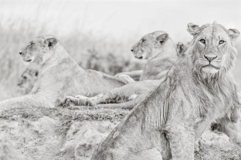 گله شیر در کنیا، منبع عکس: boredpanda.com، عکاس: Peter Delaney