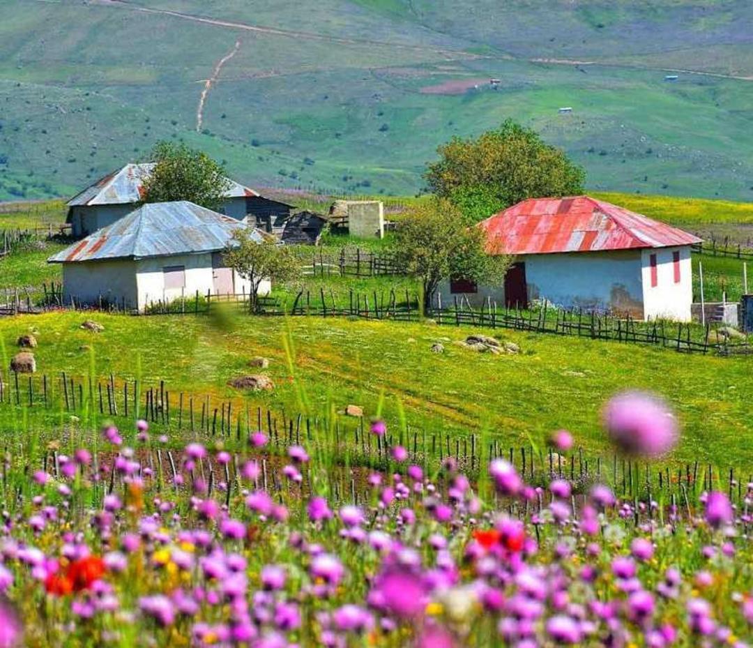 گل های صورتی زیبا در دشت ییلاق سوباتان گیلان