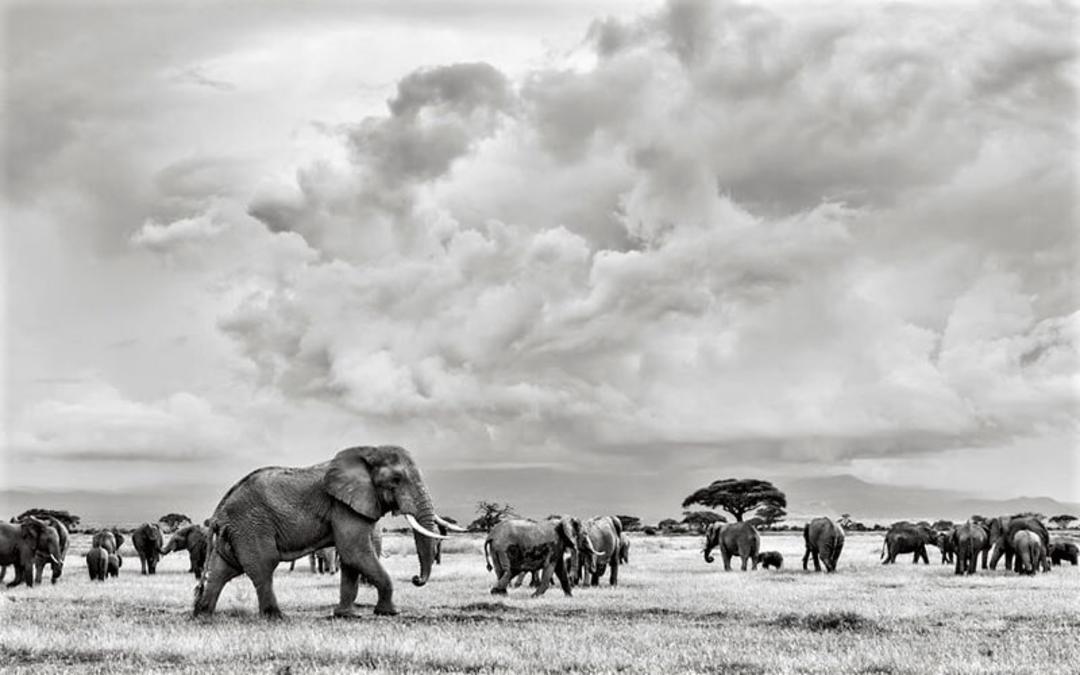 گله فیل ها در کنیا، منبع عکس: boredpanda.com، عکاس: Peter Delaney