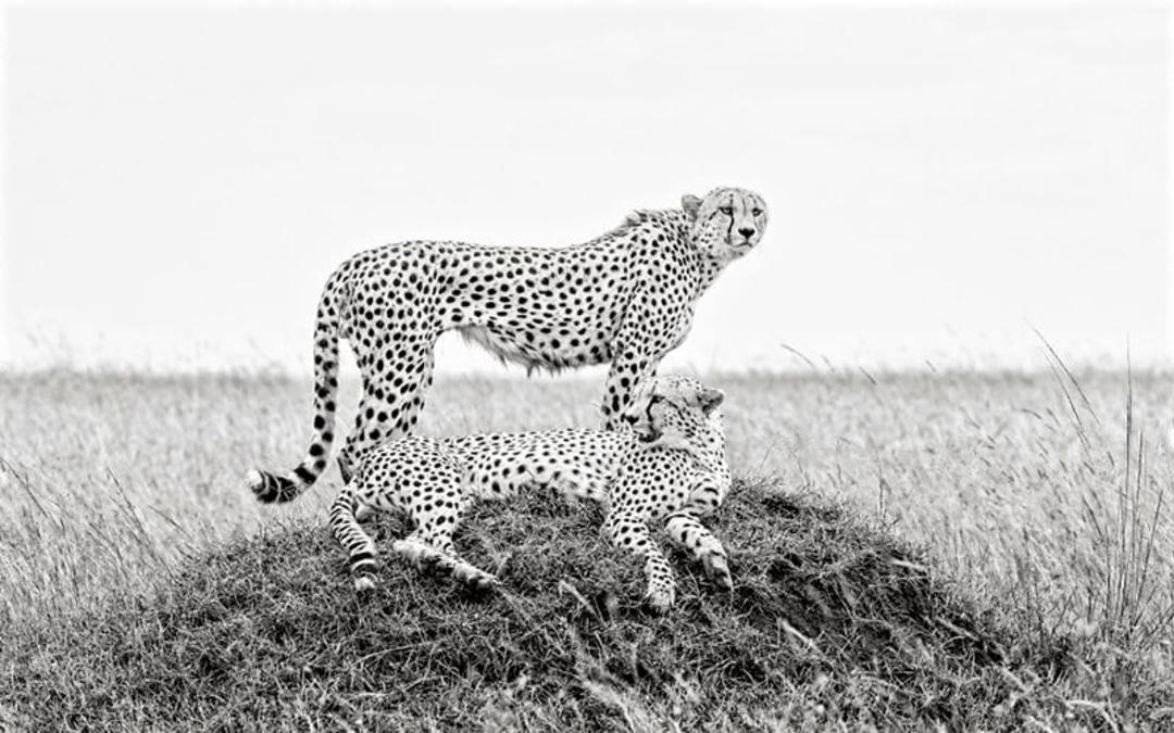 یوزپلنگ های کنیا، منبع عکس: boredpanda.com، عکاس: Peter Delaney