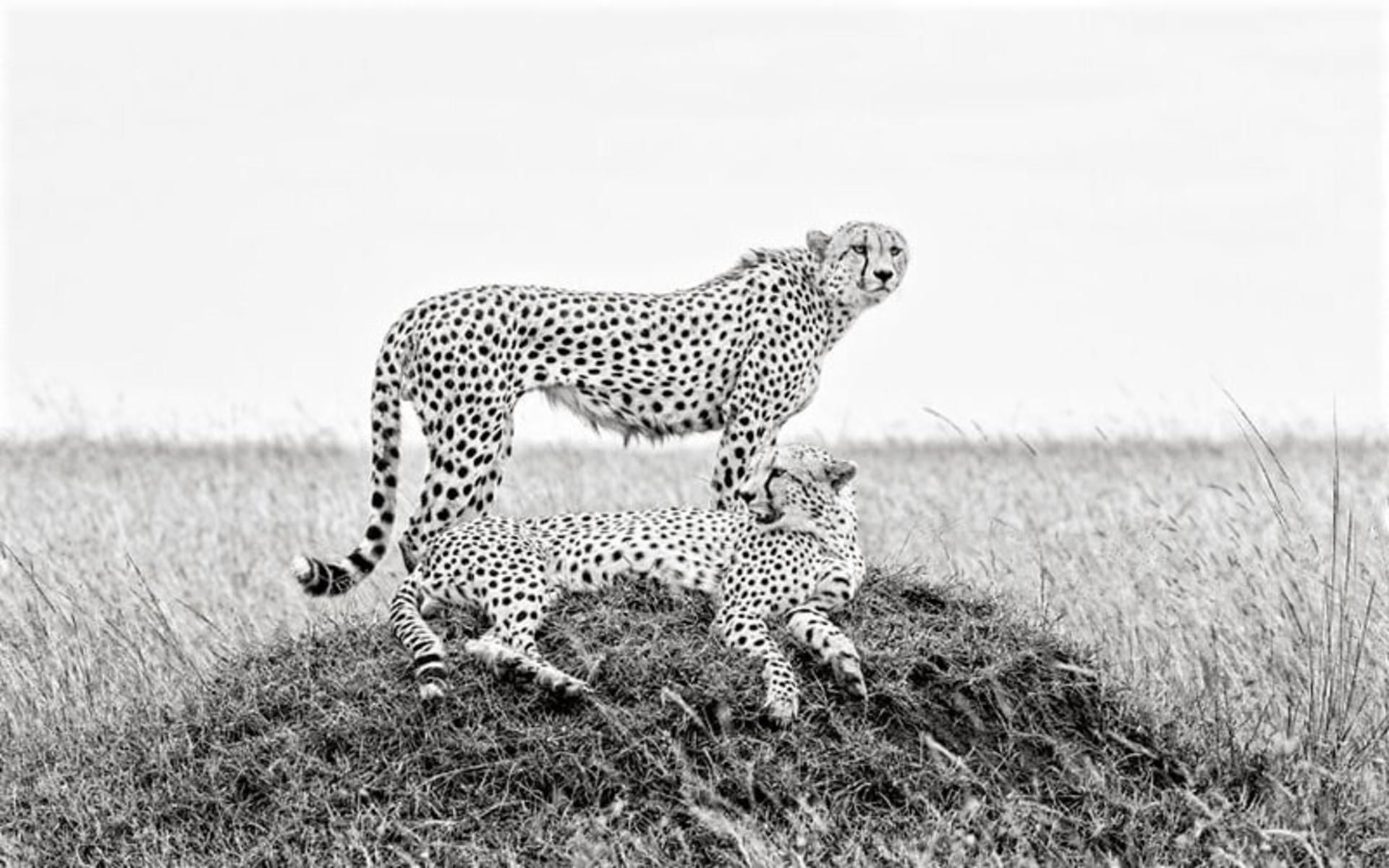 یوزپلنگ های کنیا، منبع عکس: boredpanda.com، عکاس: Peter Delaney