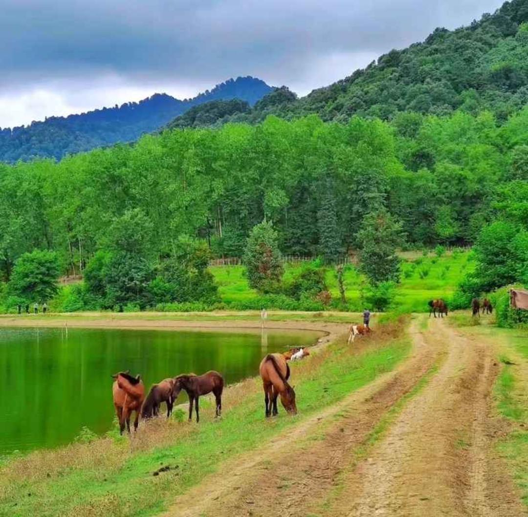 اسب های وحشی در حاشیه دریاچه سراگاه تالش